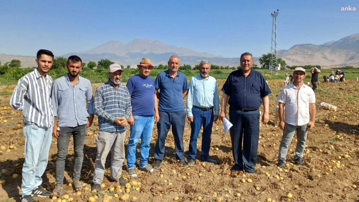 Patates Üretici