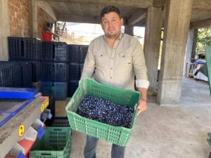 manisada 2025 zeytin hasadi basladi kalite ve fiyatlar ureticiyi sevindiriyor 2X1PEKQa.jpg